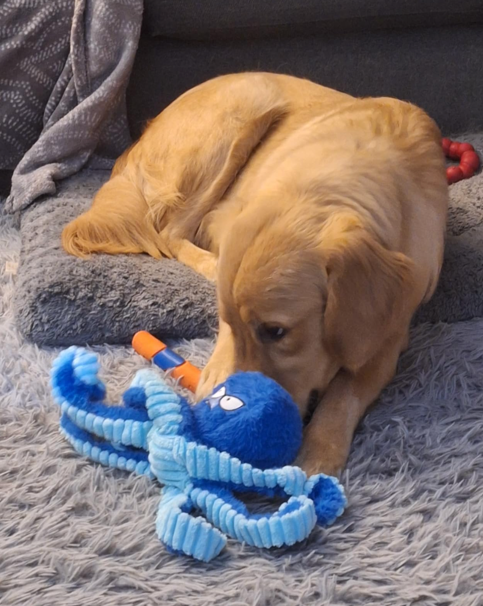 Tough Chew